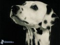 /album/fotogaleria/dalmatinec-hlava-166350-jpg/