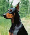 /album/fotogaleria/doberman-pinscher-32-jpg/