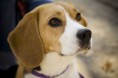 /album/fotogaleria/beagle-jpeg/