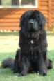 /album/fotogaleria/newfoundland-dog-smoky-jpg/