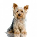 /album/fotogaleria-fotogaleria/yorkshire-terrier-jpg/